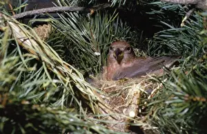 Wildlife Photography Scotland UK Drucke: Crossbill - in nest