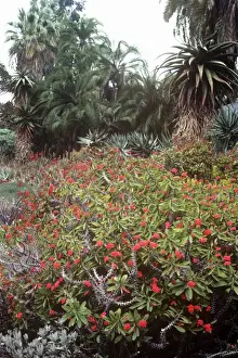 Exotic Flowering Plants Drucke: Crown of Thorns