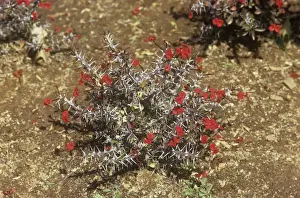 Crown Of Thorns Plant Drucke: Crown of Thorns - Madagascar