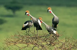 African Crowned Crane Drucke: Crowned Crane VAN 79 Group perching in tree