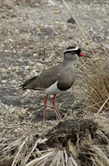 Pat Morris Photography Drucke: Crowned Lapwing / Plover - open ground, East Africa