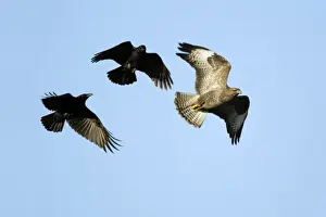 Corvus Corax Species Drucke: Crows - mobbing buzzard Lower Saxony, Germany