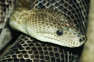 Endangered Reptiles Drucke: Cuban Boa