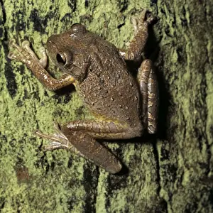 Wildlife Amphibians Drucke: Cuban Tree Frog