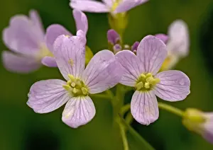 Cuckoo Flower Images Drucke: Cuckoo Flower