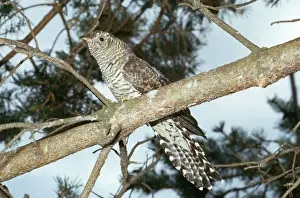Unique Bird Species Photos Drucke: Cuckoo - immature