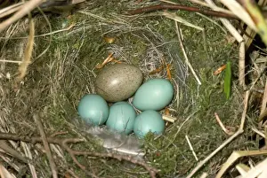 Akzentuierungen Drucke: Kuckucks-Ei im Dunnocks-Nest mit Eiern