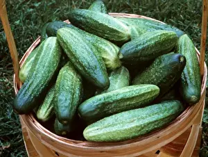 Fresh Produce Display Drucke: Cucumbers In basket