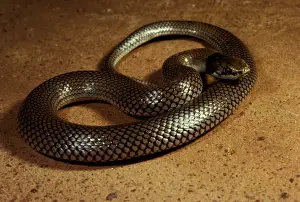 Australian Snakes Drucke: Curl / Myall snake