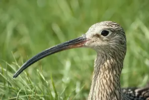 Curlew Bird Drucke: Curlew
