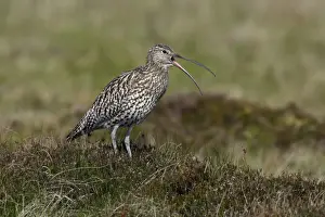 Northumberland Wildlife Photography Drucke: Curlew-calling alrm to warn chicks, in nesting territory, Northumberland UK