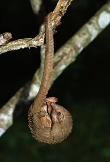 Drucke von KL-9 drei-cuspidat/ Baum/Weißbauchpflüger-Manis tricuspis von Keith und Liz Laidler Bitte beachten Sie Manidae Drucke: Dreifingerter Baumklettertier mit weißen Bauch, Sumpfbauschwanz