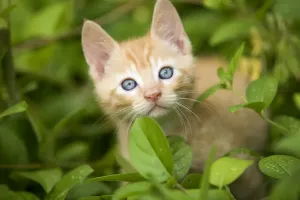 Cute Cat Pictures Drucke: Cat - ginger kitten