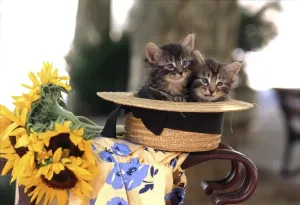 Cute Cat Pictures Drucke: Cat Kittens In hat