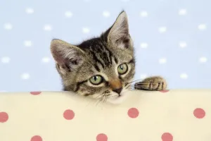 Cute Cat Pictures Drucke: CAT. Tabby kitten