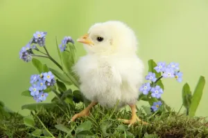 Farm Animals Photos Drucke: Chicken - chick