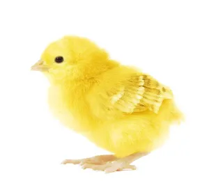 Agricultural Farming Images Drucke: Chicken - chick in studio