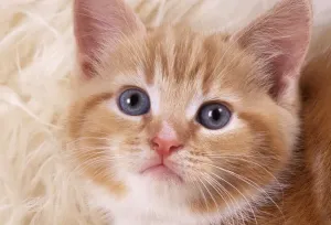 Niedlich Drucke: Zimt Katze Kleinkatze