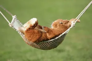 Eichhörnchen liegt im Hängematten