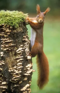 Red Squirrel