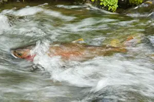 Freshwater Fishes Drucke: Cutthroat Trout - in small spawning stream