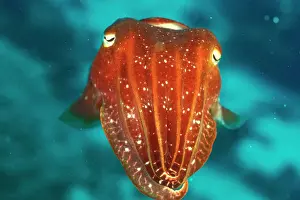Tintenfisch Drucke: Cuttlefish