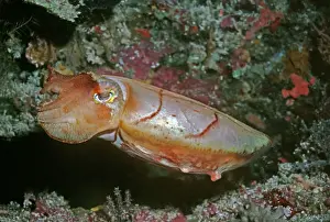 Australasian Wildlife Photos Drucke: Cuttlefish - This cuttlefish changes colour constantly