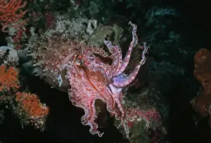 Kabeljau - Dieser Kabeljau ändert ständig Farbe und Form. Er kann bis zu 500 mm lang werden. Es zeigt eine Warnungsausstellung vor der Insel Milne Bay in Neuguinea-Papua