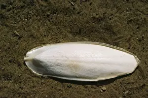 Drucke von SSG-2679 SQUID / KATZENHAUS ARDEA LONDON Bitte beachten Sie, dass Drucke nur für persönliche Anzeigezwecke gedacht sind und nicht reproduziert werden dürfen Bilder Datiert 2006 Mai: Riesenradknochen