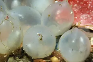 Marine Molluscs Drucke: Cuttlfish eggs
