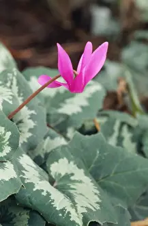 Plant Photography Drucke: Cyclamen