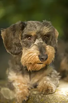 Teckel Dog Breed Drucke: Dachshund / Teckel