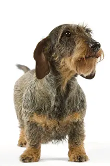 Deutscher Dachsbracken (Wollehaar)