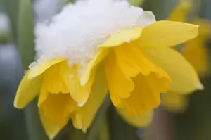 Yellow Daffodil Drucke: Daffodil spec. Yellow daffodil, flowering in the snow Garden, The Netherlands, Overijssel