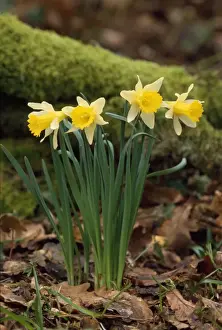 Spring Plant Life Drucke: Daffodils