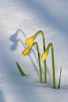 Spring Flowers Blooming Drucke: Daffodils flowering through spring snowfall