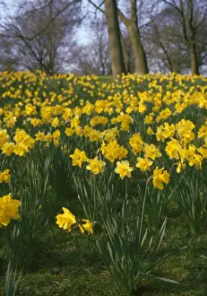 Yellow Flower Pictures Drucke: Daffodils - mass