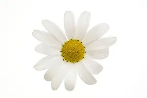Plain White Background Flowers Drucke: Daisy flower - on white background