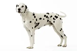 Dog Prints For Sale Drucke: Dalmatian