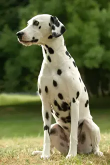 dalmatinischer Hund sitzt
