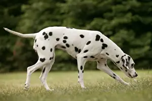 Black And White Pet Photos Drucke: Dalmatian - sniffing