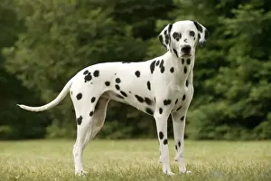 Limited Edition Pet Art Drucke: Dalmatian - standing