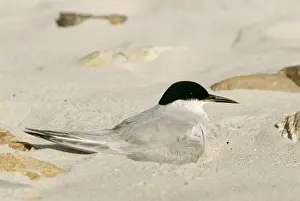 Peter Steyn Photography Drucke: Damara Tern