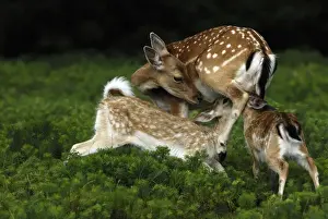 Fallow Deer Images Drucke: Damhirsch