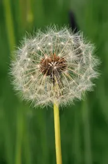 Personal Use Prints Available Drucke: Dandelion - seed head