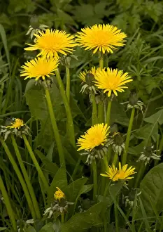 Taraxacum Officinale Images Drucke: Dandelions