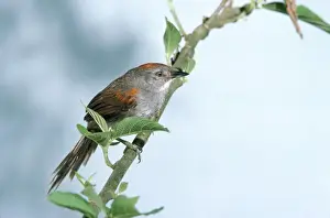 Birdwatching In Peru Drucke: Dark-breasted Spinetail