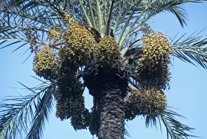Palm Tree Images Drucke: Date Palm