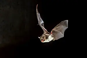Nocturnal Mammal Drucke: Daubenton's Bat - in flight at night