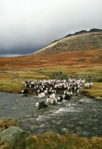 Schafe Drucke: Herdwickschaf und Hirtenbock